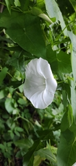 Calystegia sepium