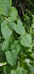 Calystegia sepium