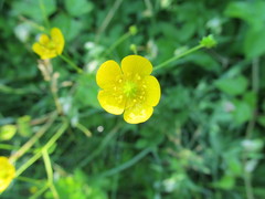 Ranunculus auricomus