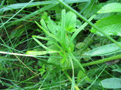 Ranunculus auricomus