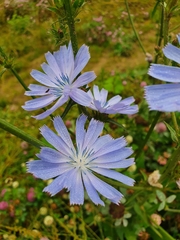 Cichorium intybus