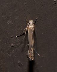 Thiotricha atractodes