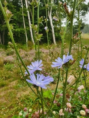 Cichorium intybus