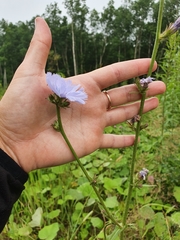 Cichorium intybus