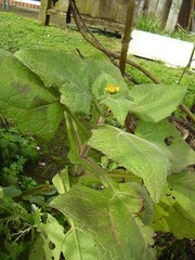 Smallanthus sonchifolius