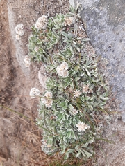 Antennaria dioica