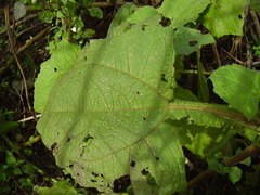 Smallanthus sonchifolius
