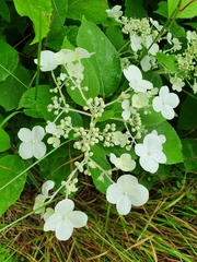 Hydrangea paniculata