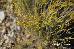 Bupleurum fruticescens