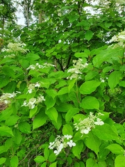 Hydrangea paniculata