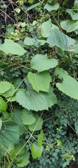 Vitaceae