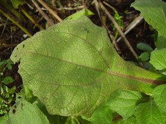 Smallanthus sonchifolius