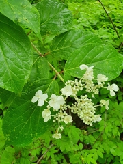 Hydrangea paniculata