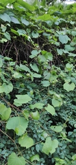 Vitaceae