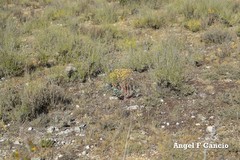 Euphorbia nicaeensis