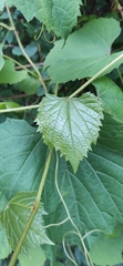 Vitaceae