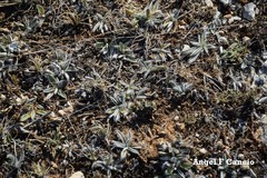 Pilosella castellana