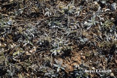 Pilosella castellana