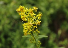 Solidago virgaurea