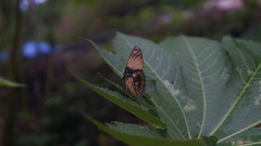 Adelpha melanthe