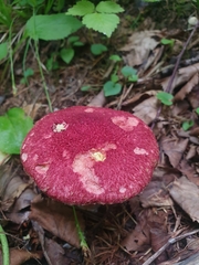 Suillus asiaticus
