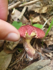 Suillus asiaticus