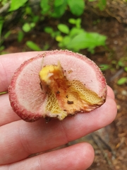 Suillus asiaticus