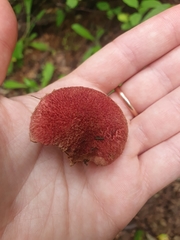 Suillus asiaticus