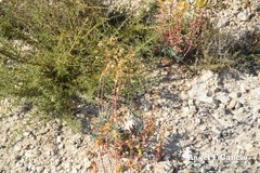 Euphorbia nicaeensis