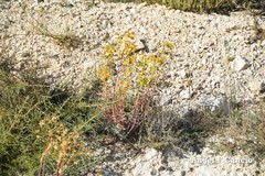 Euphorbia nicaeensis