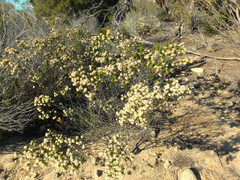 Pomaderris obcordata