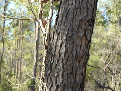 Corymbia trachyphloia