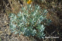 Euphorbia nicaeensis