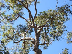 Corymbia trachyphloia