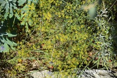Bupleurum fruticescens