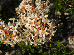 Pomaderris obcordata