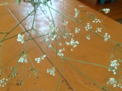 Saposhnikovia divaricata
