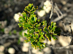 Pomaderris obcordata