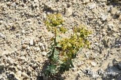 Euphorbia nicaeensis