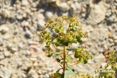 Euphorbia nicaeensis