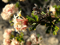 Pomaderris obcordata