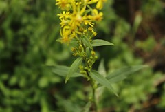 Solidago virgaurea