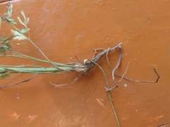 Saposhnikovia divaricata