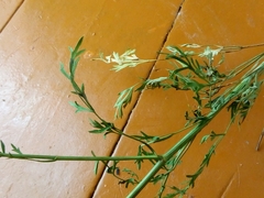Saposhnikovia divaricata