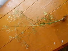 Saposhnikovia divaricata