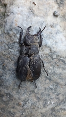 Lucanus tetraodon