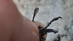 Lucanus tetraodon