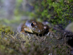 Chiromantis rufescens