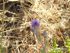 Cirsium pyrenaicum
