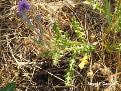 Cirsium pyrenaicum